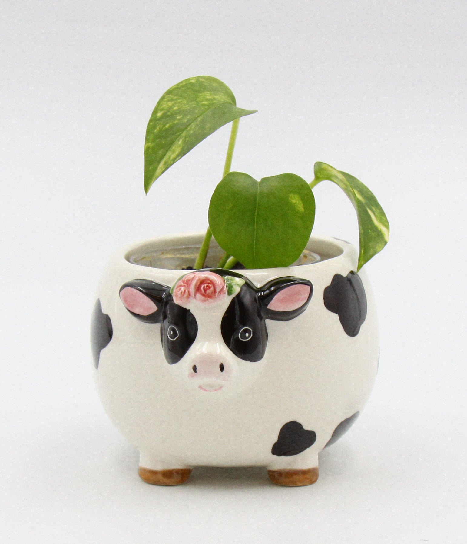 Cow Candy Bowl / Planter - kevinsgiftshoppe